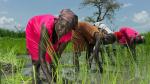 Nyaok Dieng, 34,  plants rice in the rice paddy in South Sudan.
